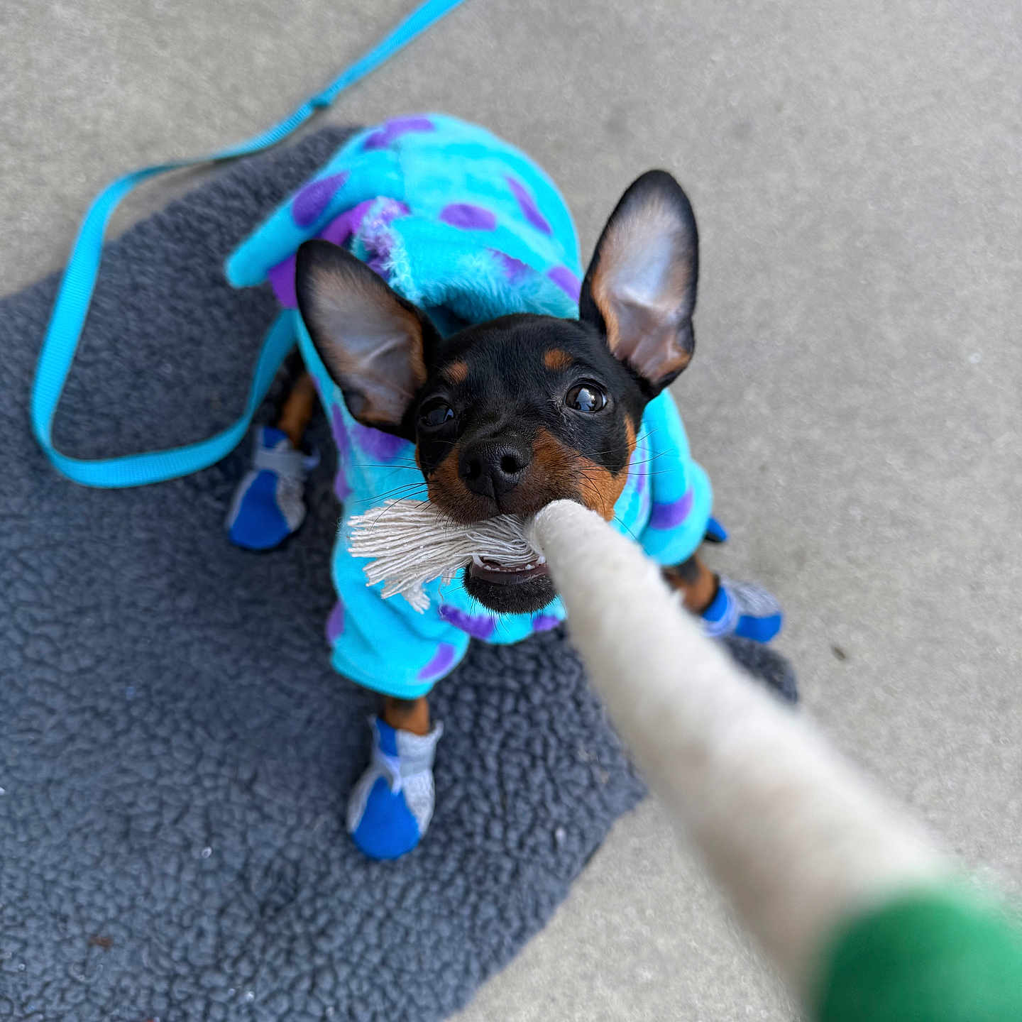 Skippy joined the competition — help win amazing prizes! accessories, animal, ball, boy, canine, child, clothing, dog, footwear, hound, leash, male, person, pet, puppy, rope, shoe, sport, strap, tennis