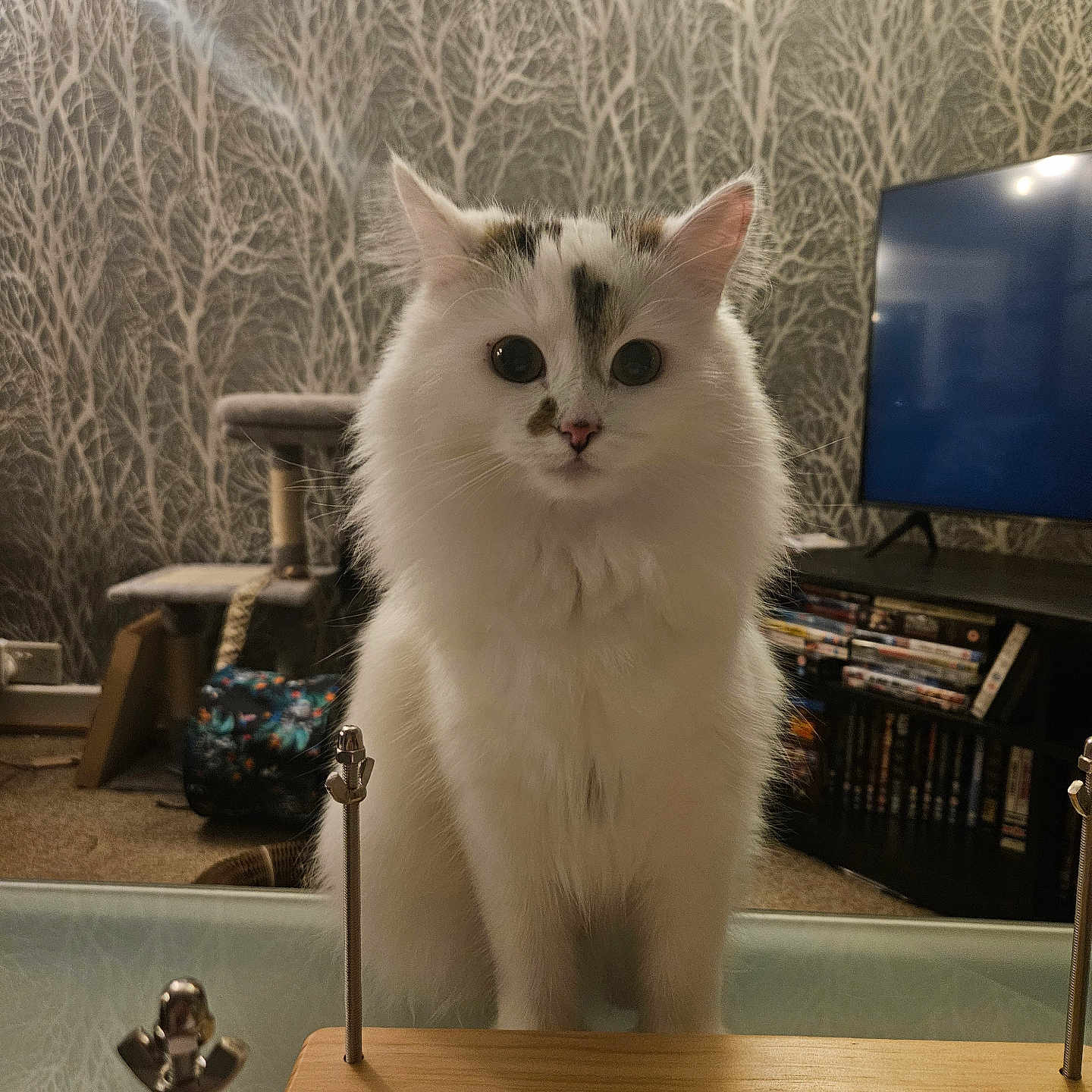 Gizmo is registered to the contest to win money with this photo: animal, bookshelf, carpet, cat, curious, cute, decor, domestic_cat, fluffy, furniture, home, indoor, living_room, pet, sitting, television, tree_pattern, wallpaper, white_cat, wooden_surface