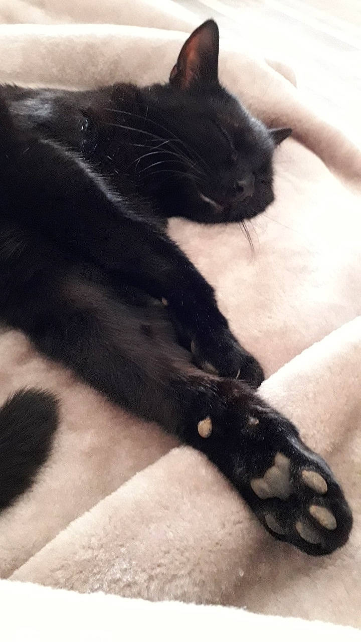 Cookie a rejoint le concours — aidez-le/la à gagner de superbes lots ! black, black_cat, black_hair, bombay, carnivore, cat, claw, felidae, fur, leg, paw, small_to_medium_sized_cats, tail, whiskers