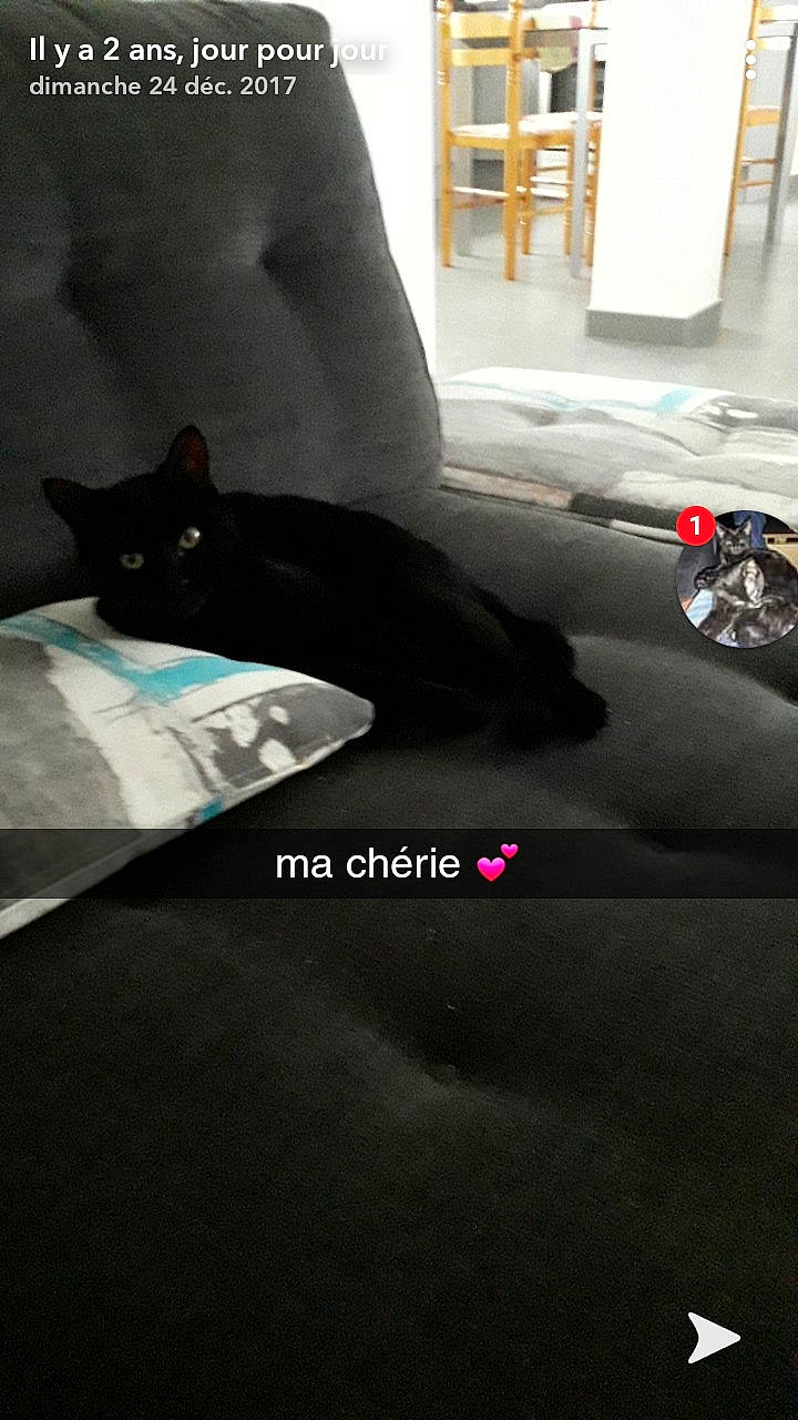 Cookie participe au concours pour gagner de l'argent avec cette photo : black, cat, floor, hand, leg, luxury_vehicle