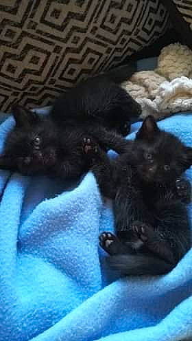 Cookie a rejoint le concours — aidez-le/la à gagner de superbes lots ! black_cat, bombay, carnivore, cat, felidae, kitten, korat, maine_coon, mammal, nebelung, norwegian_forest_cat, oriental_longhair, small_to_medium_sized_cats, tail