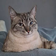 Yoda participe au concours pour gagner de l'argent avec cette photo : cat, tabby, blue_eyes, pet, animal, feline, indoor, resting, blanket, soft_texture, cozy, fur, whiskers, ears, close_up, portrait, calm, relaxed, domestic_cat, mammal