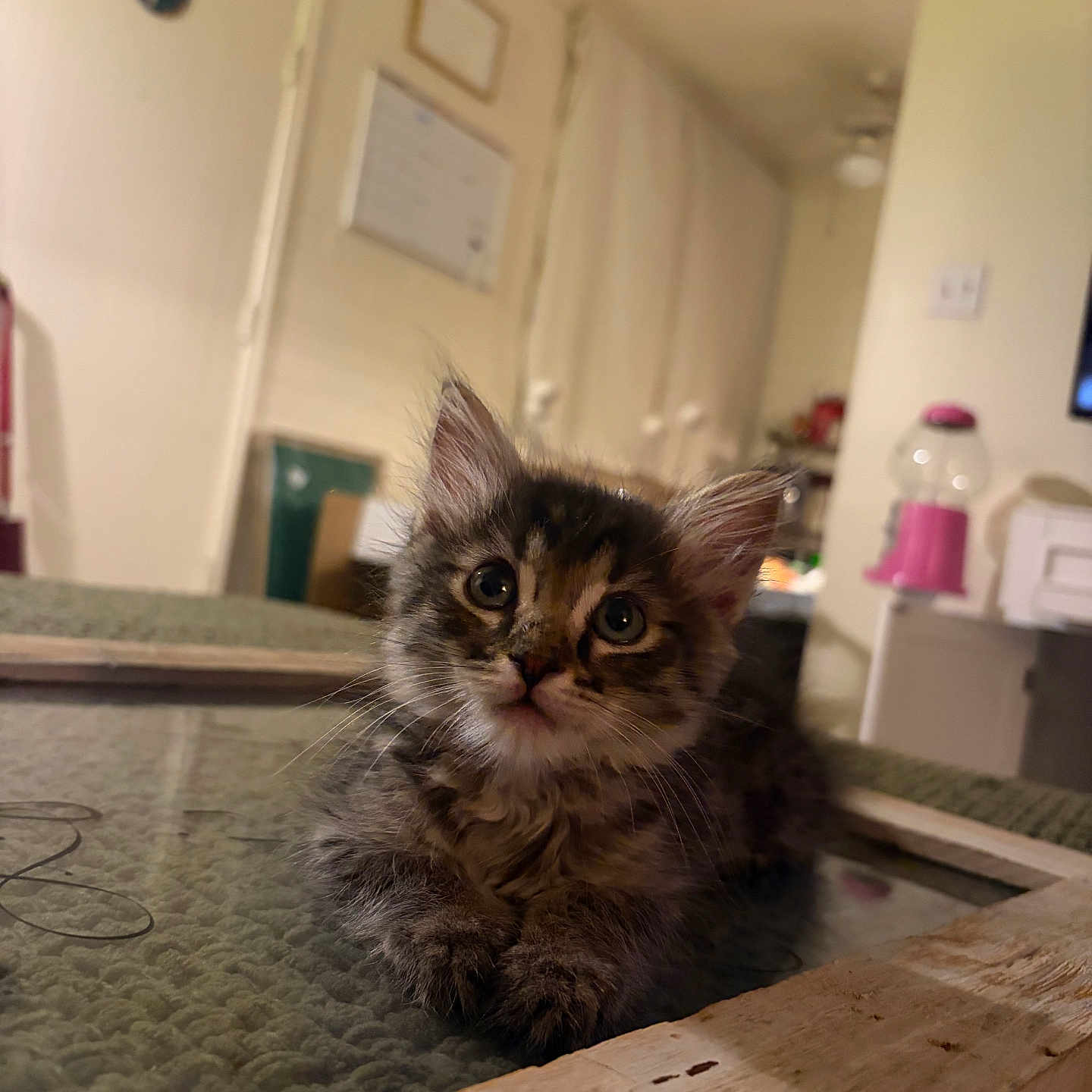 Kyle is registered to the contest to win money with this photo: kitten, cat, feline, indoor, cute, fluffy, pet, animal, young, portrait, curious, soft, wooden_frame, cozy, home, domestic, closeup, whiskers, ears, eyes