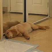 Bruno joined the competition — help win amazing prizes! puppy, dog, sleeping, floor, mirror, reflection, indoor, tile_floor, golden_retriever, pet, cute, resting, young_dog, animal, cozy, peaceful, lying_down, training_pads, home, calm