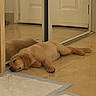 puppy, dog, sleeping, floor, mirror, reflection, indoor, tile_floor, golden_retriever, pet, cute, resting, young_dog, animal, cozy, peaceful, lying_down, training_pads, home, calm