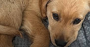 Bruno is registered to the contest to win money with this photo: puppy, dog, golden_retriever, blanket, paw, arm, bracelet, cozy, snuggling, cute, fur, resting, indoors, animal, pet, closeup, soft, companion, warmth, relaxation