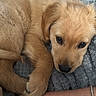 puppy, dog, golden_retriever, blanket, paw, arm, bracelet, cozy, snuggling, cute, fur, resting, indoors, animal, pet, closeup, soft, companion, warmth, relaxation