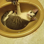 Sadie is registered to the contest to win money with this photo: cat, sink, bathroom, curious, animal, pet, feline, white, gray, striped, domestic, resting, looking_up, wide_eyes, indoor, fixture, tap, countertop, cute, relaxed