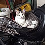 cat, motorcycle, garage, seat, gray_and_white_cat, pet, indoor, vehicle, metal, clutter, container, wheel, handlebar, curious, resting, domestic_animal, feline, machine, storage, leisure