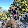 Laïka participe au concours pour gagner de l'argent avec cette photo : dog, outdoor, nature, rocky_ground, trees, bushes, mountains, sky, sunlight, collar, happy, tongue_out, pet, animal, canine, smiling, portrait, playful, daylight, adventure