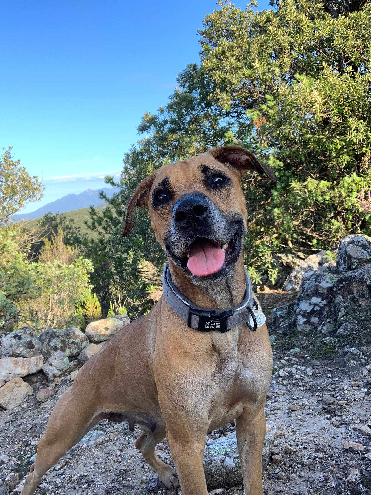 Laïka participe au concours pour gagner de l'argent avec cette photo : dog, outdoor, nature, rocky_ground, trees, bushes, mountains, sky, sunlight, collar, happy, tongue_out, pet, animal, canine, smiling, portrait, playful, daylight, adventure