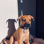 Laïka a rejoint le concours — aidez-le/la à gagner de superbes lots ! puppy, dog, pet, animal, blanket, indoor, sunlight, shadow, wall, toy, collar, cute, young, fur, ears, sitting, brown, portrait, cozy, relaxed