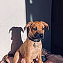 puppy, dog, pet, animal, blanket, indoor, sunlight, shadow, wall, toy, collar, cute, young, fur, ears, sitting, brown, portrait, cozy, relaxed