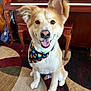 dog, indoor, bandana, pride, ear_flop, sitting, rug, piano, guitar, wooden_furniture, musical_instrument, happy, pet, portrait, canine, smiling, closeup, colorful, home, decor