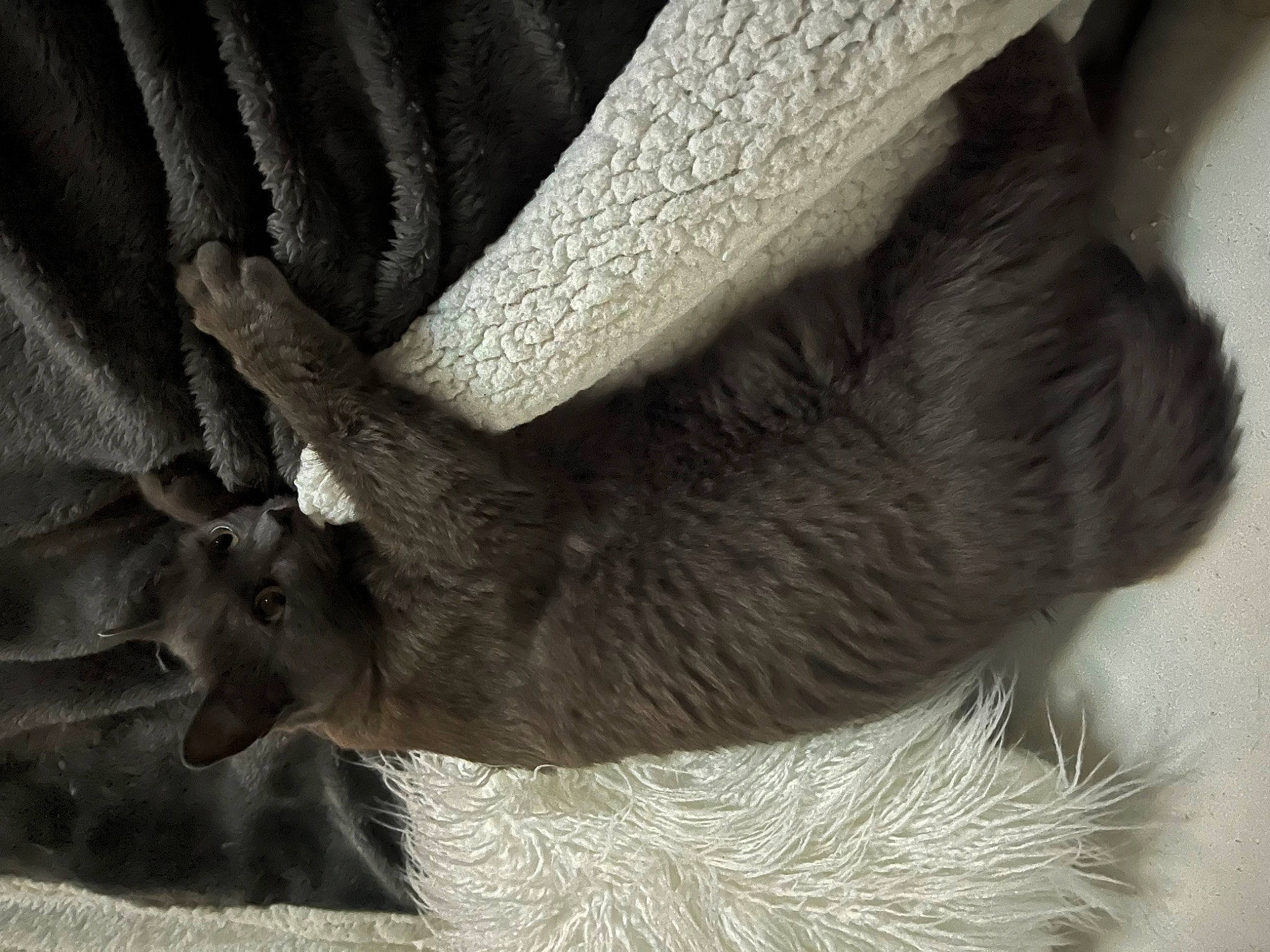 Miya a rejoint le concours — aidez-le/la à gagner de superbes lots ! claw, close_up, fawn, fur, grey, monochrome, monochrome_photography, snout, still_life_photography, tail, terrestrial_animal, whiskers, wildlife