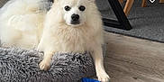 Hermès a rejoint le concours — aidez-le/la à gagner de superbes lots ! animal, canine, dog, dogbed, eskimodog, pet, puppy, toy, whitedog