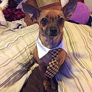 Cujo joined the competition — help win amazing prizes! dog, pet, bed, bedding, blanket, collar, tie, indoor, stripes, fur, animal, cute, small_dog, brown_dog, sitting, furniture, domestic, canine, resting, fabric