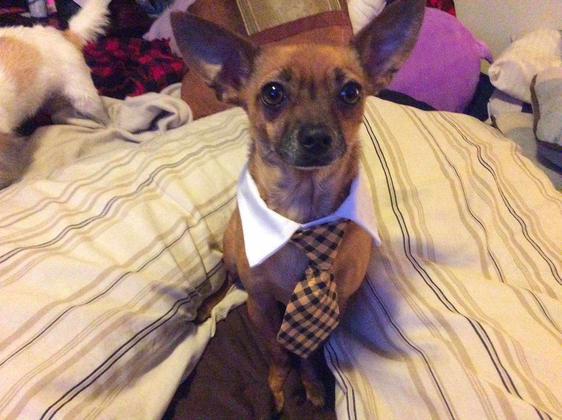 Cujo