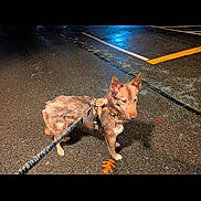 Potion is registered to the contest to win money with this photo: dog, pet, leash, harness, parking_lot, asphalt, wet_pavement, reflection, yellow_line, parking_marking, night, street_lighting, shadow, leaf, closeup, side_profile, canine, outdoor, screenshot, timestamp