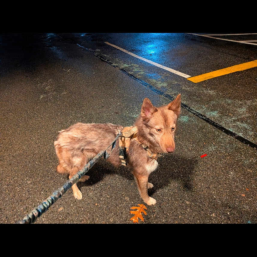 Potion is registered to the contest to win money with this photo: asphalt, canine, closeup, dog, harness, leaf, leash, night, outdoor, parking_lot, parking_marking, pet, reflection, screenshot, shadow, side_profile, street_lighting, timestamp, wet_pavement, yellow_line