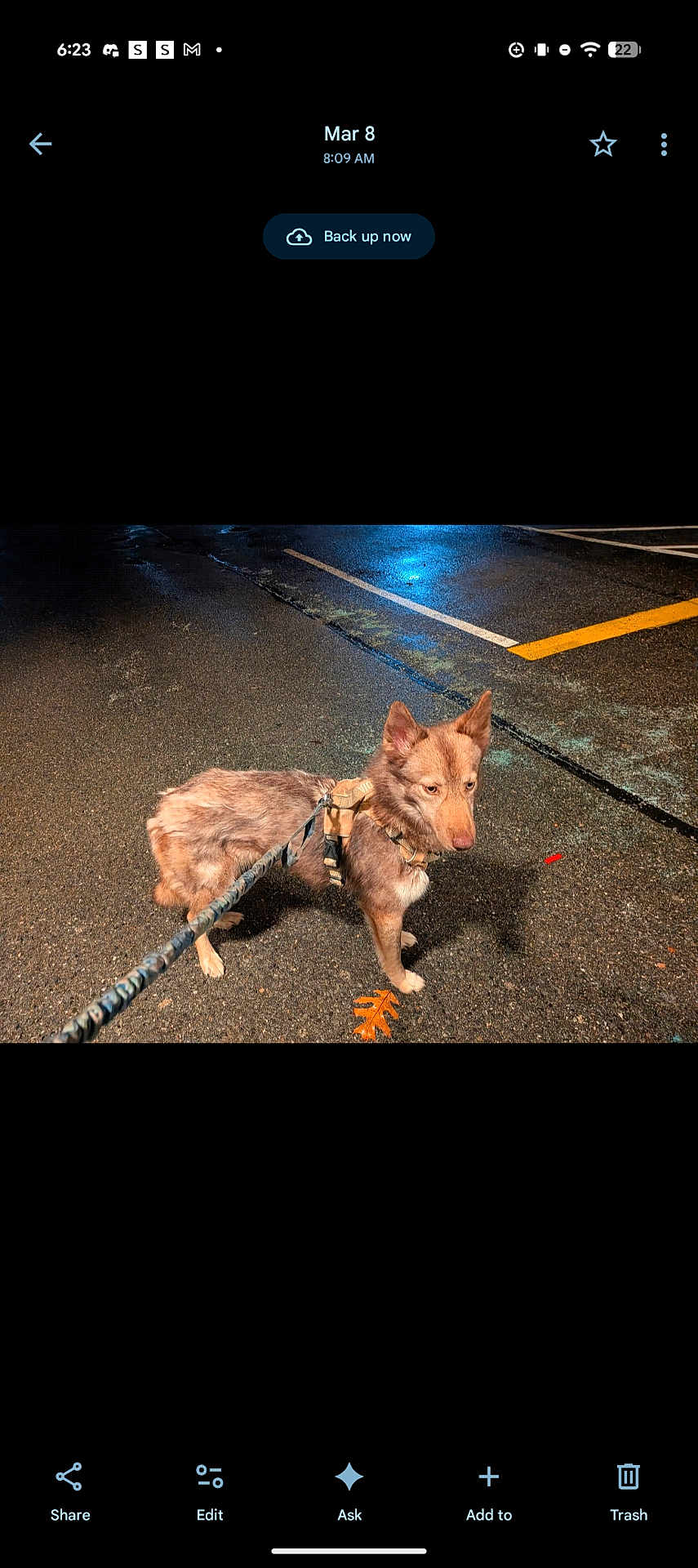 Potion is registered to the contest to win money with this photo: dog, pet, leash, harness, parking_lot, asphalt, wet_pavement, reflection, yellow_line, parking_marking, night, street_lighting, shadow, leaf, closeup, side_profile, canine, outdoor, screenshot, timestamp