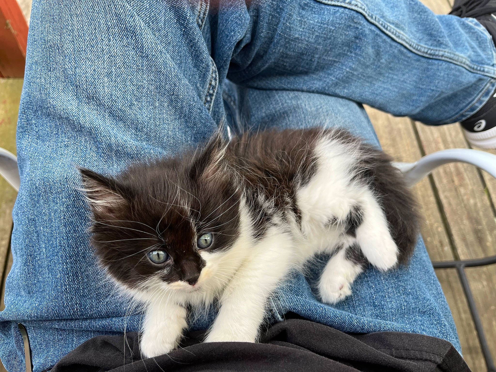 Jay joined the competition — help win amazing prizes! carnivore, cat, claw, comfort, denim, domestic_short_haired_cat, fawn, felidae, fur, lap, nap, paw, small_to_medium_sized_cats, snout, tail, vertebrate, whiskers