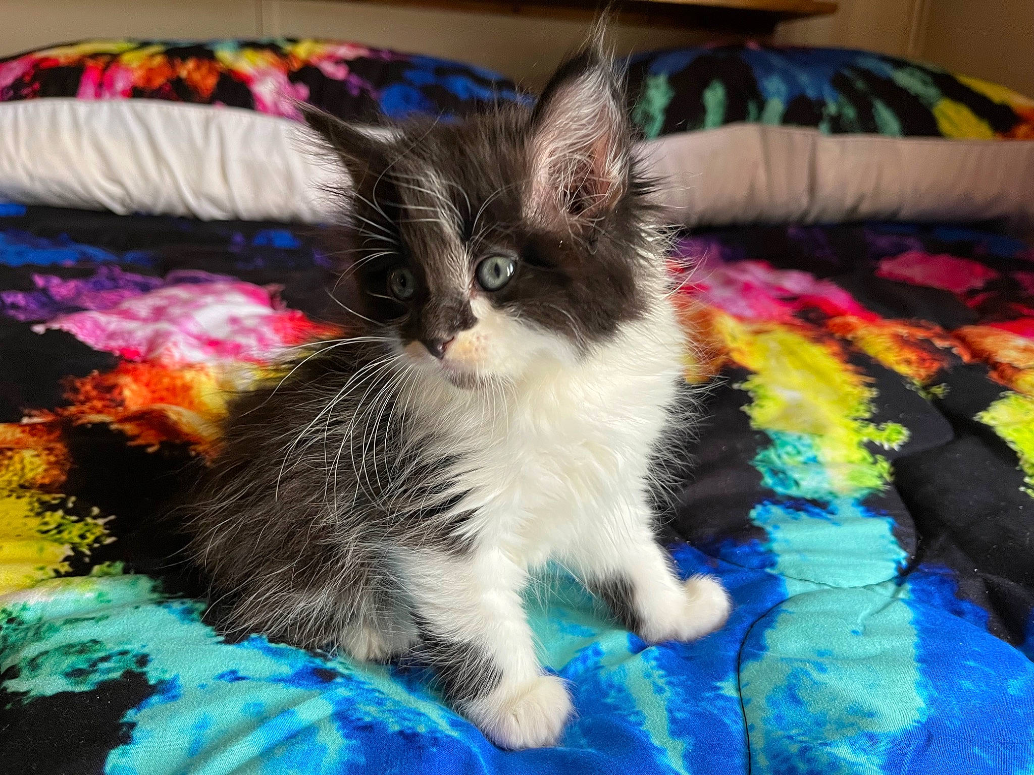 Jay joined the competition — help win amazing prizes! art, carnivore, cat, claw, comfort, couch, domestic_short_haired_cat, electric_blue, fawn, felidae, fur, linens, magenta, pattern, paw, pillow, small_to_medium_sized_cats, tail, textile, whiskers