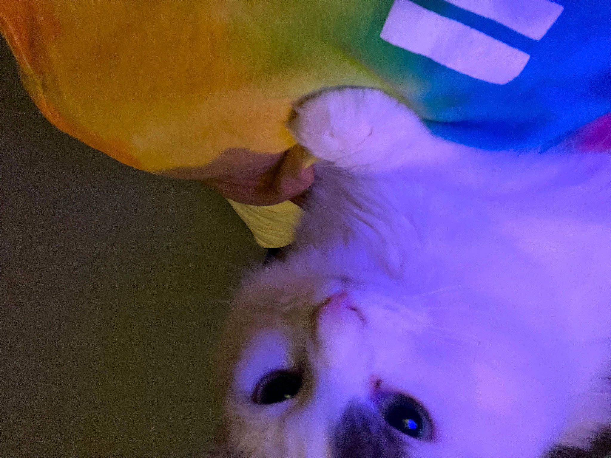 Biscuit joined the competition — help win amazing prizes! carnivore, close_up, dog_breed, ear, electric_blue, eyelash, fawn, felidae, fur, gesture, human_body, human_leg, jaw, mouth, nose, small_to_medium_sized_cats, snout, stuffed_toy, toy, whiskers