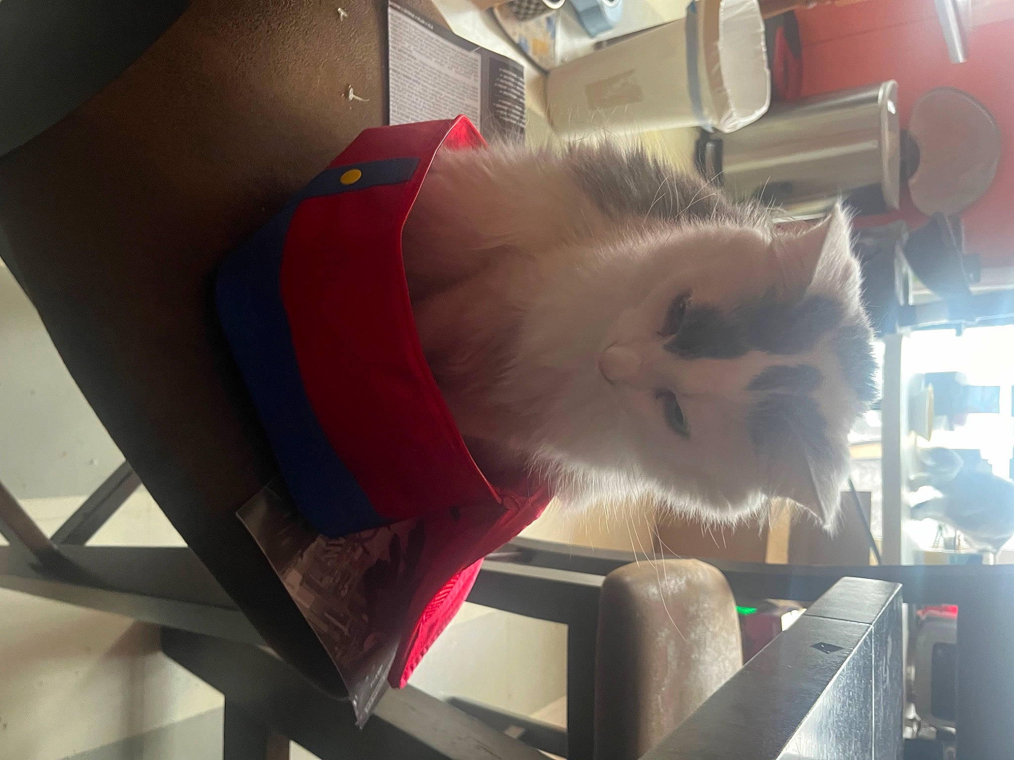 Biscuit joined the competition — help win amazing prizes! box, canidae, carmine, carnivore, cat, comfort, companion_dog, domestic_short_haired_cat, felidae, fur, room, small_to_medium_sized_cats, snout, tail, whiskers