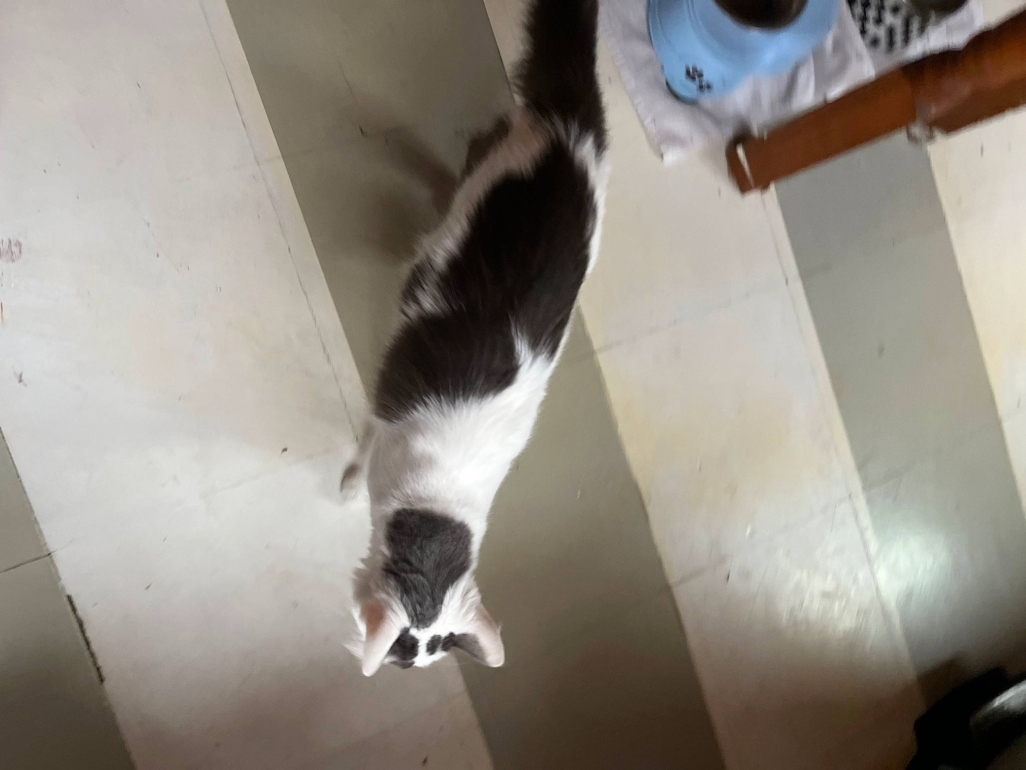 Biscuit is registered to the contest to win money with this photo: canidae, carnivore, cat, claw, dog_breed, domestic_short_haired_cat, felidae, flooring, fur, hardwood, human_leg, paw, pet_supply, room, small_to_medium_sized_cats, sporting_group, tail, water, whiskers, wood