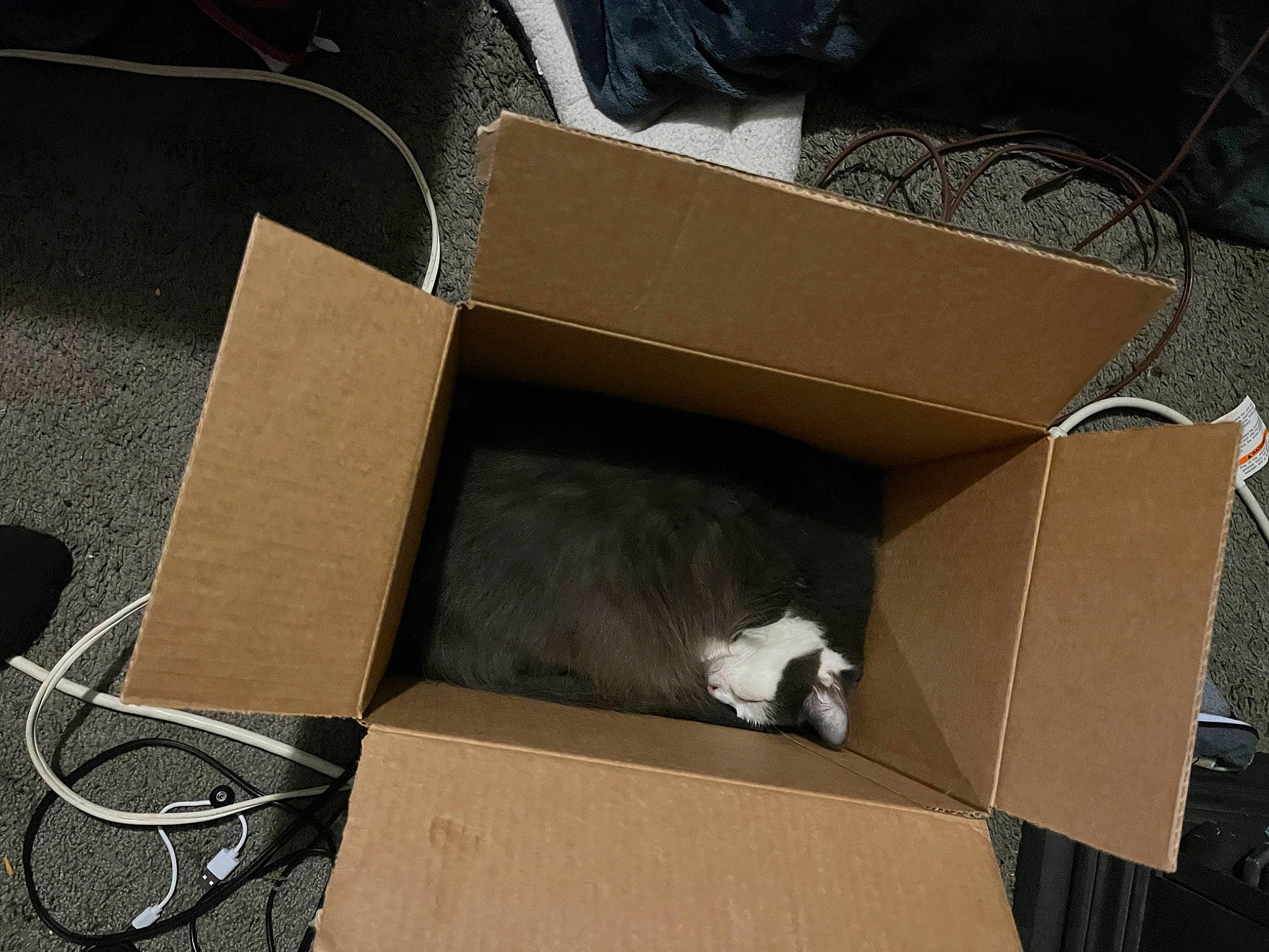 Bacon is registered to the contest to win money with this photo: audio_equipment, box, box_sealing_tape, cardboard, carnivore, carton, cat, cat_supply, event, felidae, hardwood, packaging_and_labeling, packing_materials, paper_product, pet_supply, plywood, shipping_box, small_to_medium_sized_cats, whiskers, wood