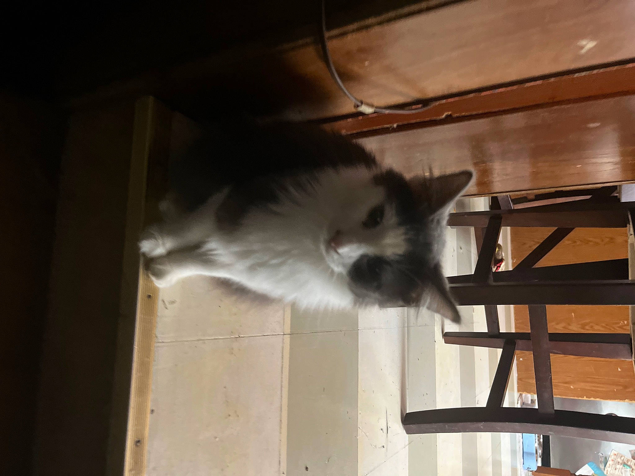 Bacon is registered to the contest to win money with this photo: carnivore, cat, ceiling, chair, domestic_short_haired_cat, felidae, flooring, fur, hardwood, paw, room, small_to_medium_sized_cats, tail, whiskers, window, wood