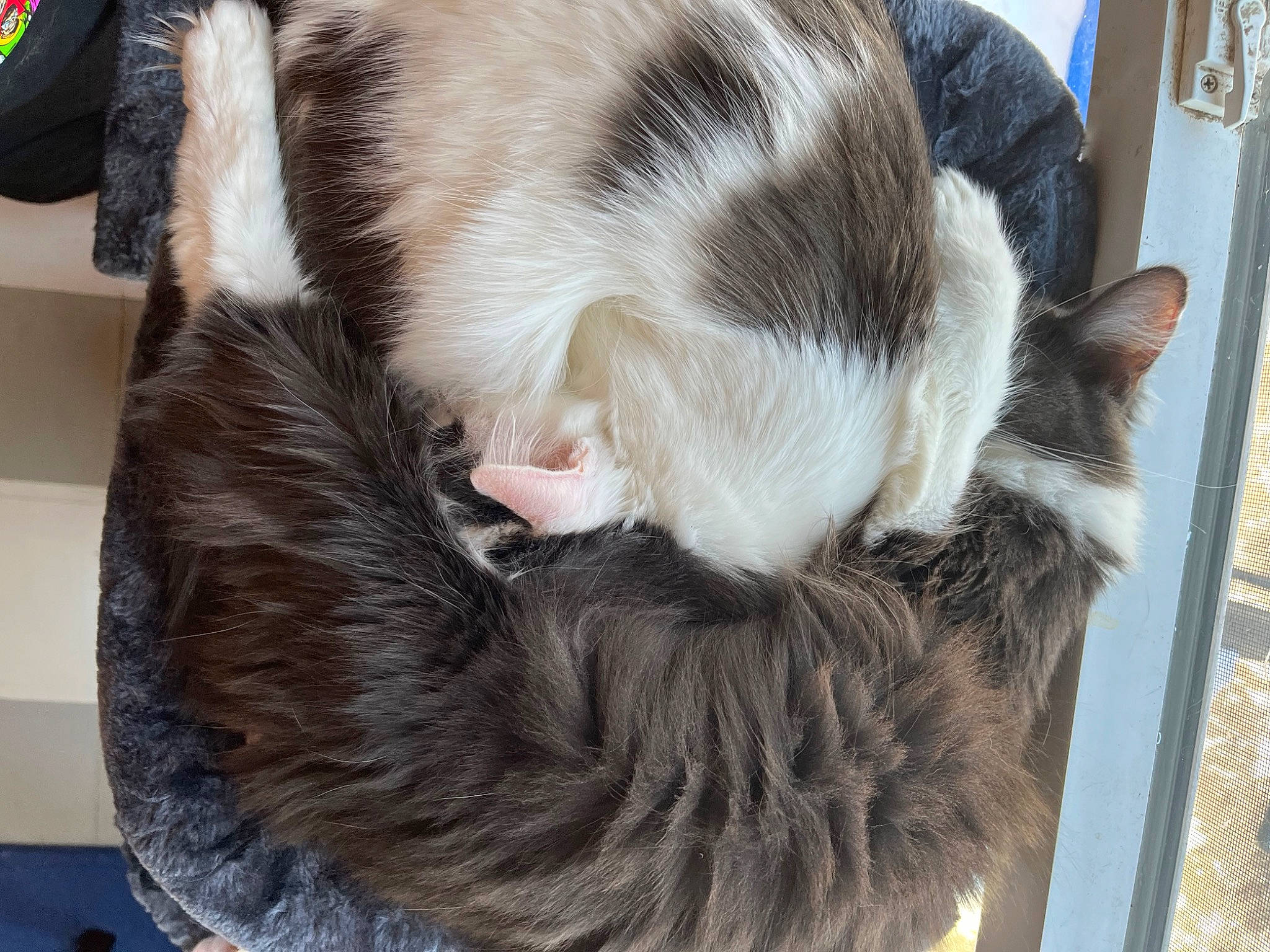 Bacon is registered to the contest to win money with this photo: canidae, carnivore, cat, claw, comfort, dog_breed, domestic_short_haired_cat, ear, eye, fawn, felidae, fur, gesture, small_to_medium_sized_cats, snout, sporting_group, tail, terrestrial_animal, vertebrate, whiskers