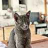 animal, blurred_background, cat, close_up, curious, domestic, domestic_animal, ears, eyes, feline, fur, gray_cat, home, indoor, kitchen, looking, pet, sitting, table, wood