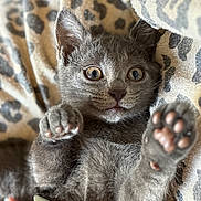 Simone a rejoint le concours — aidez-le/la à gagner de superbes lots ! kitten, gray_cat, paw, wide_eyes, leopard_print, blanket, fur, pet, cute, animal, hand, nail_polish, soft_texture, close_up, indoors, young_animal, feline, resting, playful, cozy