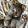 kitten, gray_cat, paw, wide_eyes, leopard_print, blanket, fur, pet, cute, animal, hand, nail_polish, soft_texture, close_up, indoors, young_animal, feline, resting, playful, cozy