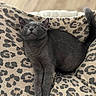 Simone a rejoint le concours — aidez-le/la à gagner de superbes lots ! animal, cat, closeup, comfort, cozy, cushion, cute, feline, fur, gray_cat, indoor, leopard_print, pattern, pet, relaxed, resting, sleeping, soft, tail, whiskers