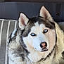 Blue joined the competition — help win amazing prizes! dog, siberian_husky, blue_eyes, fur, pet, animal, portrait, canine, indoor, cushion, striped_pattern, resting, close_up, fluffy, ears, nose, collar, face, looking_at_camera, calm