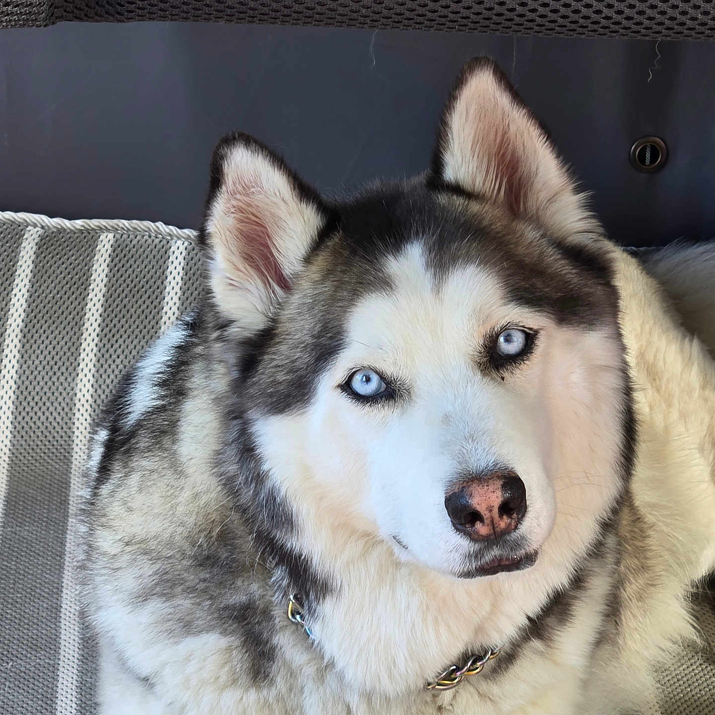 Blue joined the competition — help win amazing prizes! animal, blue_eyes, calm, canine, close_up, collar, cushion, dog, ears, face, fluffy, fur, indoor, looking_at_camera, nose, pet, portrait, resting, siberian_husky, striped_pattern