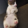 Tigrou a rejoint le concours — aidez-le/la à gagner de superbes lots ! animal, cat, closeup, curious, cute, ears, feline, indoor, kitten, lying_down, paws, pet, pink_paw_pads, resting, soft_texture, striped_fur, tabby, whiskers, white_fur, young