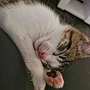 Tigrou participe au concours pour gagner de l'argent avec cette photo : adorable, animal, cat, close_up, cute, ears, fur, indoor, kitten, nose, paw, pet, pink_paw, relaxed, resting, sleeping, soft, tabby, whiskers, white_fur