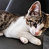 Tigrou participe au concours pour gagner de l'argent avec cette photo : alert, animal, cat, chair, closeup, curious, cute, domestic, ears, feline, fur, indoor, kitten, paws, pet, portrait, resting, tabby, whiskers, young