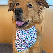 Finn is registered to the contest to win money with this photo: animal, bandana, brown_fur, close_up, colorful_clothing, couch, cute, dog, fluffy, golden_dog, happy, indoor, open_mouth, patterned, pet, portrait, sitting, smiling, tongue_out, wooden_background