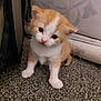 kitten, cat, orange_cat, white_cat, carpet, indoor, pet, young_animal, cute, fur, small, animal, curious, head_tilt, whiskers, floor, domestic_animal, mammal, playful, feline