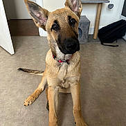 Arès a rejoint le concours — aidez-le/la à gagner de superbes lots ! dog, puppy, indoor, floor, ears, collar, pet, animal, curious, brown, black_nose, sitting, looking_up, cat_tree, door, room, tail, fur, young, domestic