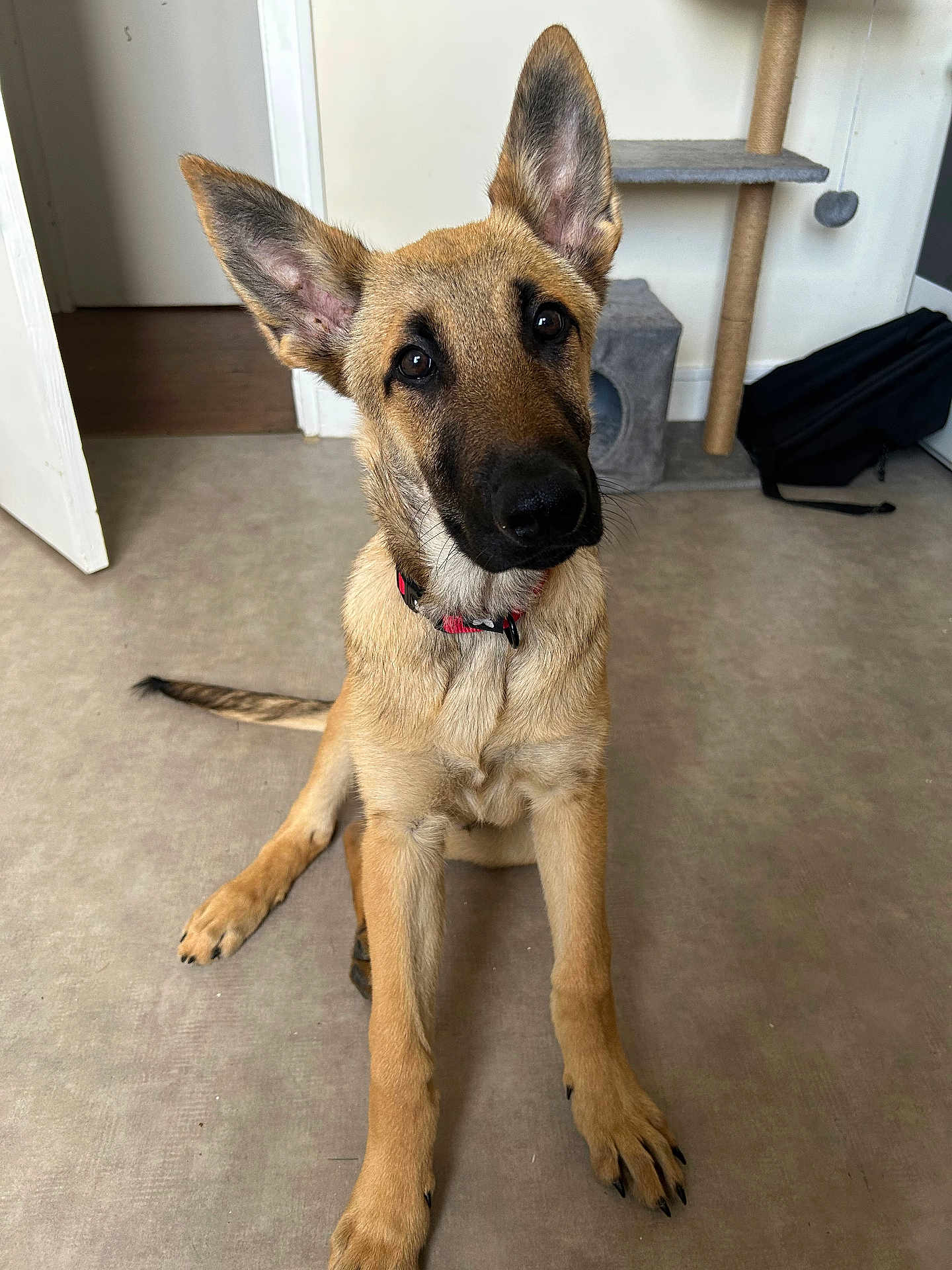 Arès a rejoint le concours — aidez-le/la à gagner de superbes lots ! dog, puppy, indoor, floor, ears, collar, pet, animal, curious, brown, black_nose, sitting, looking_up, cat_tree, door, room, tail, fur, young, domestic