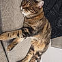Saber is registered to the contest to win money with this photo: cat, tabby_cat, sleeping, couch, furniture, indoor, resting, pet, animal, cozy, relaxed, pillow, fabric, whiskers, ears, fur, claws, home, domestic, cute