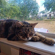 Saber joined the competition — help win amazing prizes! cat, tabby, sleeping, windowsill, indoor, daylight, tree, house, outdoor, fence, pet, animal, relaxing, closeup, domestic, fur, paw, resting, window, nature