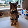 Saber joined the competition — help win amazing prizes! cat, tabby, collar, tag, window, countertop, indoor, pet, animal, feline, tabletop, packaged_goods, framed_photo, background, tree, fence, house, domestic, sitting, curtains