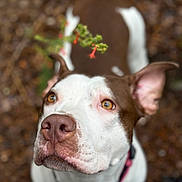 Bella joined the competition — help win amazing prizes! animal, blurred_background, branch, brown_and_white, canine, close_up, collar, curious, dog, ears, eyes, flower, fur, mammal, nature, nose, outdoor, pet, plant, portrait